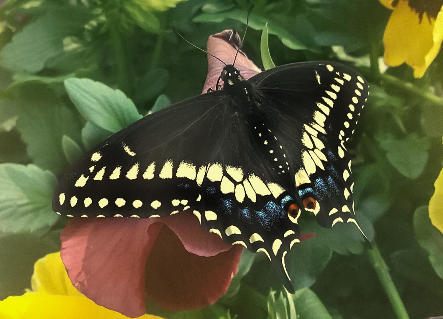 wildButterfly2-4-w-story.jpg